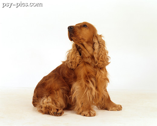 Cocker spaniel angielski