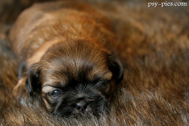 Szczeniak Shih Tzu