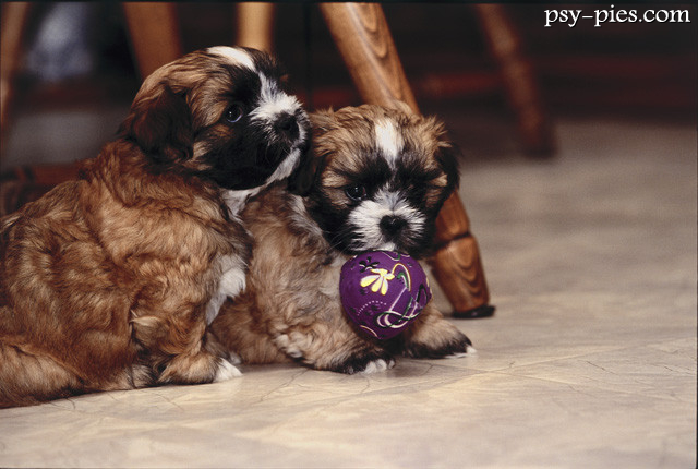 Szczeniaki Shih Tzu