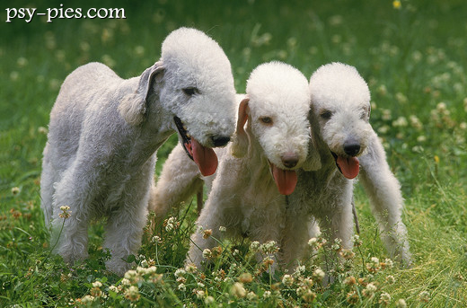 Bedlington terrier w ruchu podczas zabawy na trawie