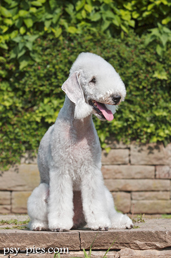Bedlington terrier odpoczywający w domu przy opiekunie