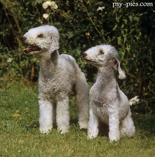 Strzyżony bedlington terrier z uformowanymi kończynami i uszami z frędzlami