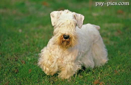 Dorosły sealyham terrier na spacerze