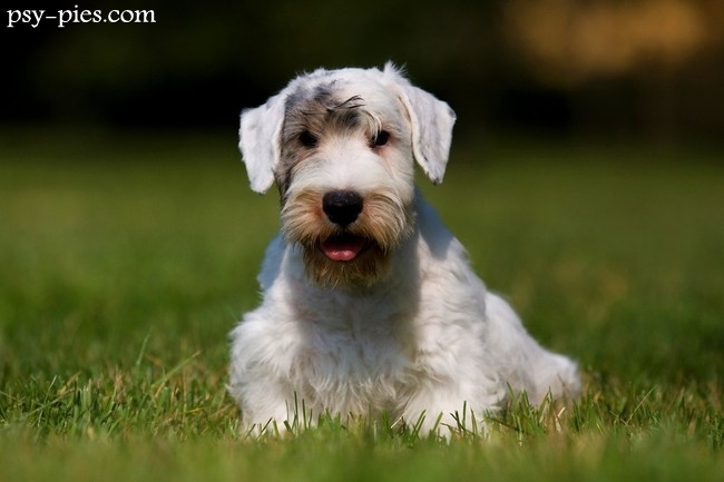 Szczeniak sealyham terrier podczas pierwszych zabaw