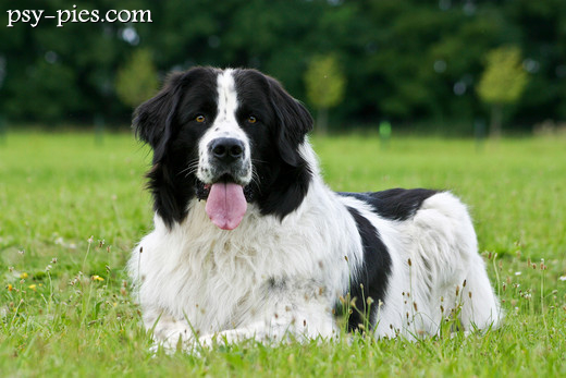 Landseer w pełnej sylwetce