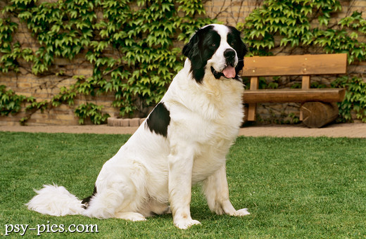 Landseer na spacerze