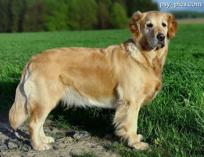 Golden retriever