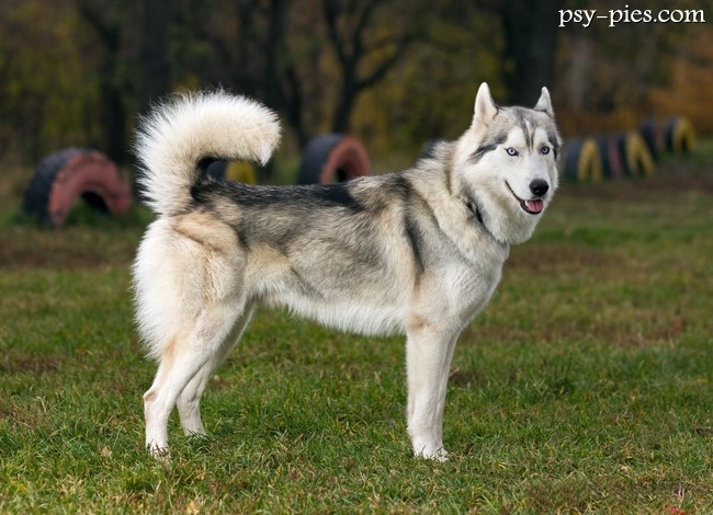 Siberian husky
