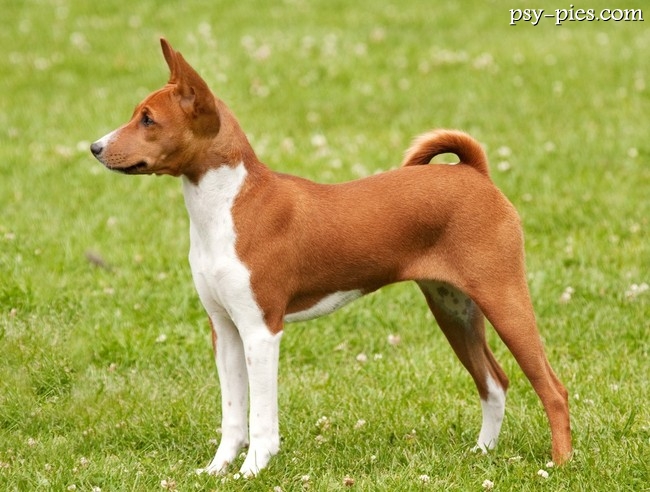 Basenji podczas oceny eksterieru