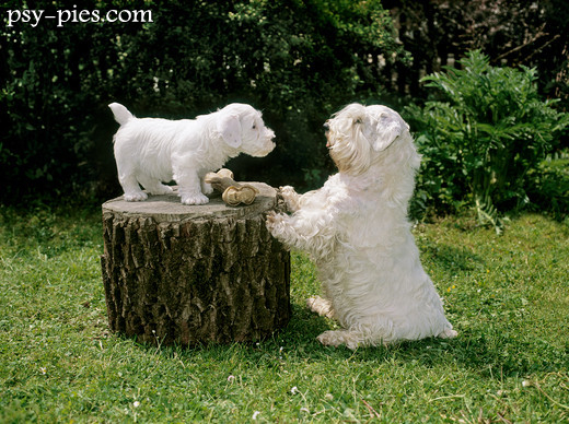 Sealyham terrier w dobrej kondycji z prawidłową masą ciała