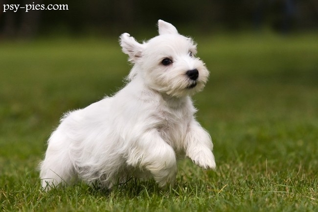 Szczeniak sealyham terrier w hodowli