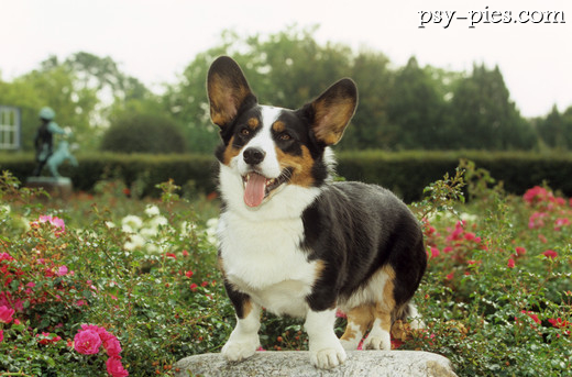 Welsh Corgi Cardigan
