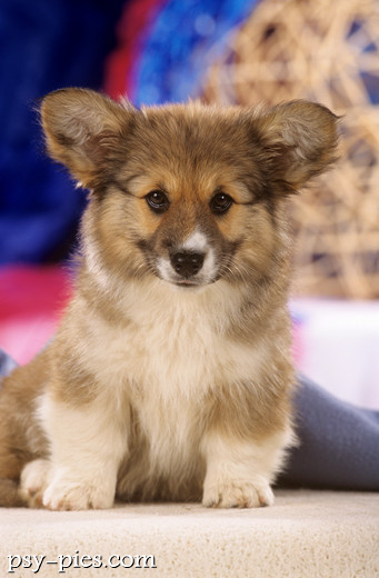 Welsh Corgi Cardigan
