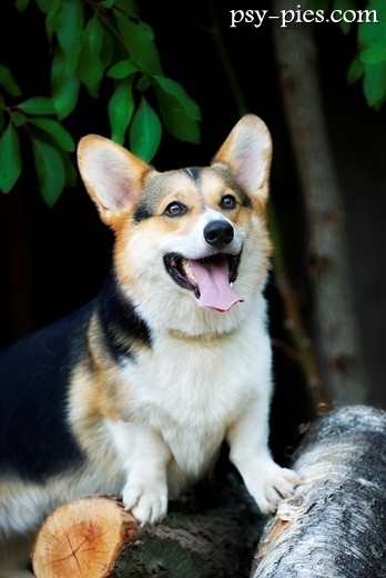Welsh Corgi Cardigan
