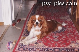 Carmel cavalier king charles spaniel siedzący