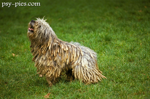 Bergamasco