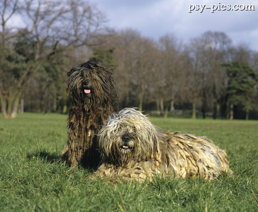 Bergamasco