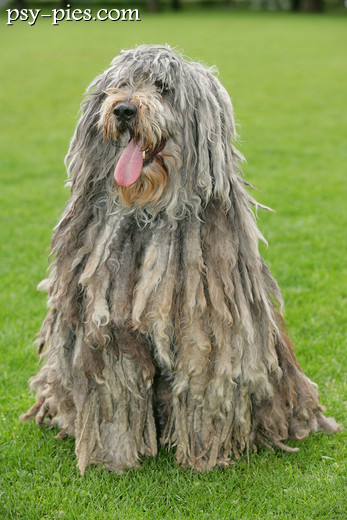 Bergamasco