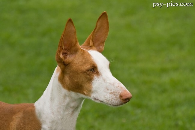 Podenco z Ibizy