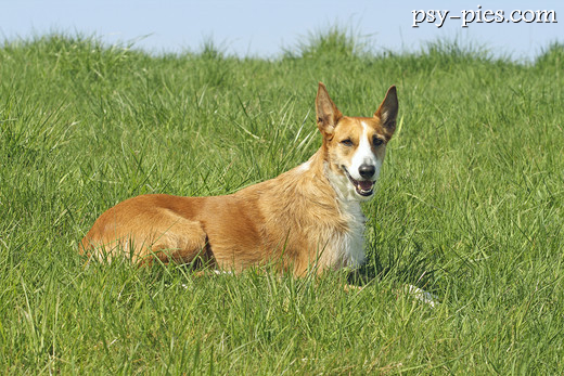Podenco z Ibizy długowłosy