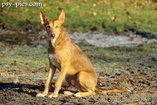 Podenco z Ibizy szorstkowłosy