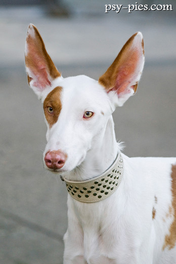 Podenco z Ibizy