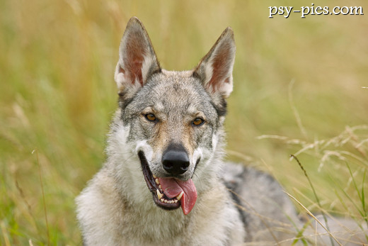 Czechoslovakian wolfdog na łące