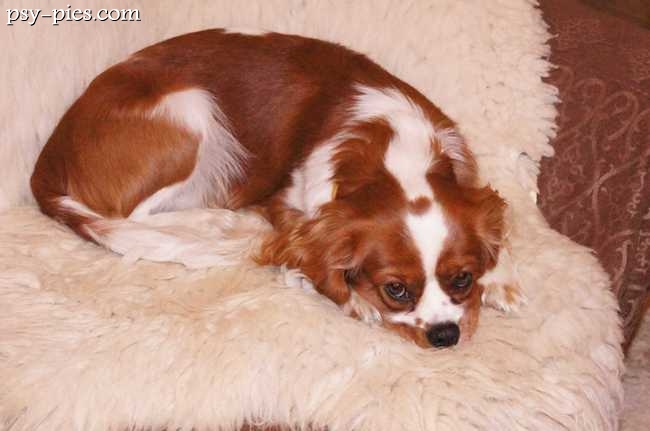 Carmel cavalier king charles spaniel w 2012 roku