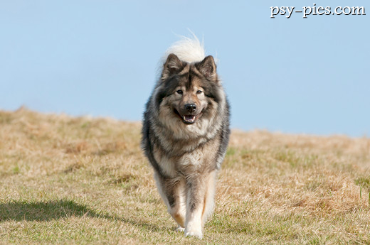 Eurasier