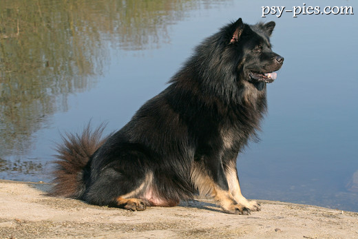 Eurasier
