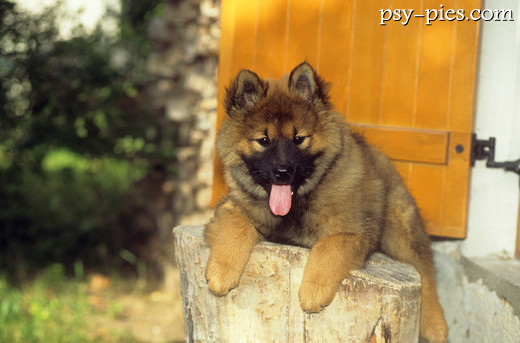 Eurasier