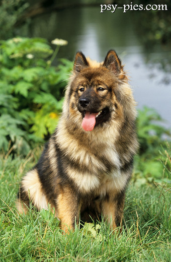 Eurasier