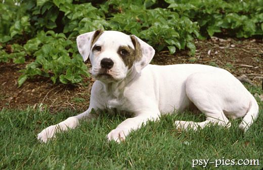 Szczeniak rasy american bulldog