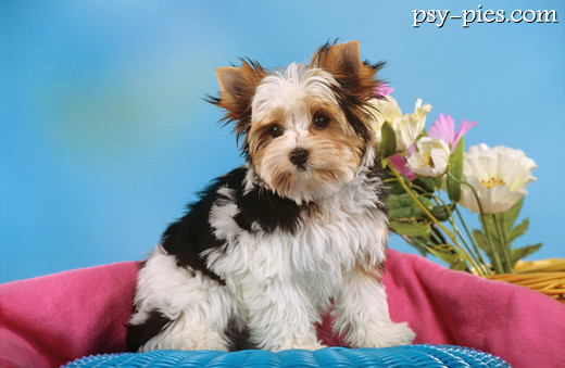 Biewer yorkshire terrier ze związaną grzywką