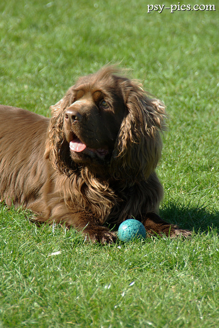 Sussex spaniel