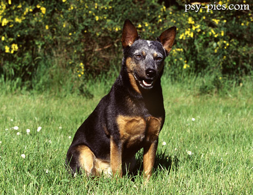 Czujny australian cattle dog