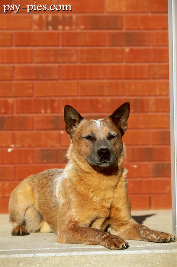 Australian cattle dog podczas treningu
