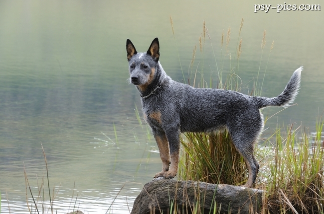 Dorosły australian cattle dog