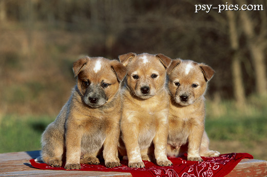 Szczenięta australian cattle dog z jasną sierścią