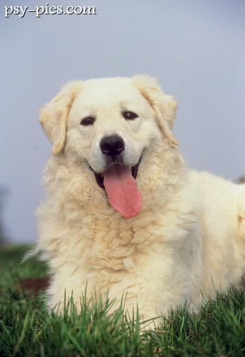 Kuvasz
