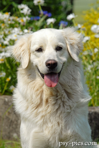 Kuvasz
