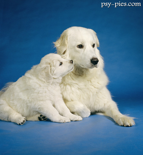 Kuvasz
