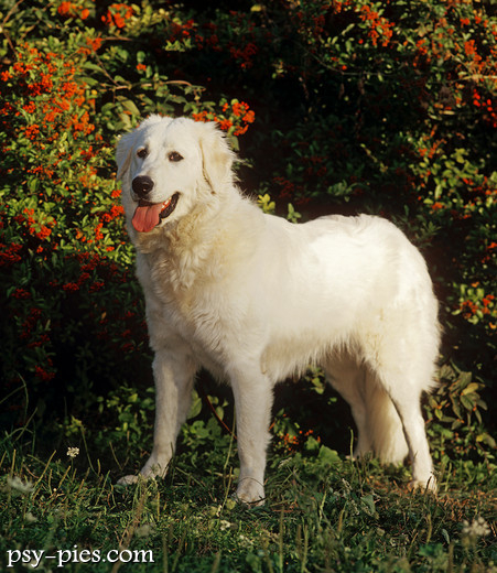 Kuvasz