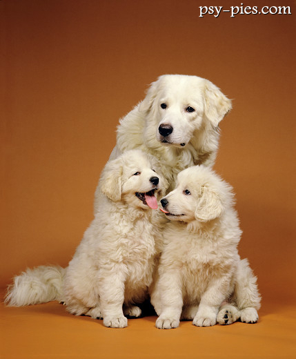 Kuvasz