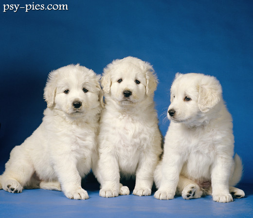 Kuvasz