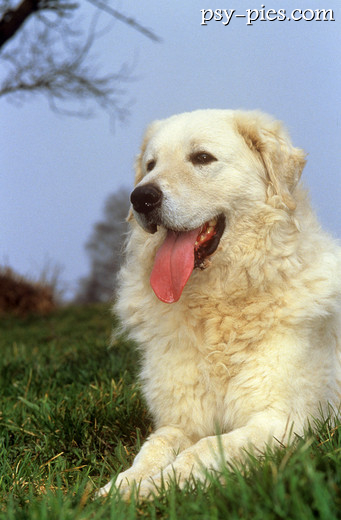 Kuvasz