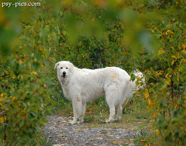 Owczarek maremma