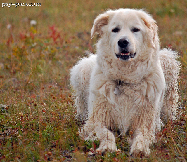 Owczarek maremma