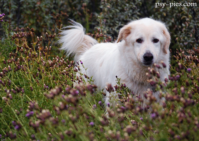 Owczarek maremma
