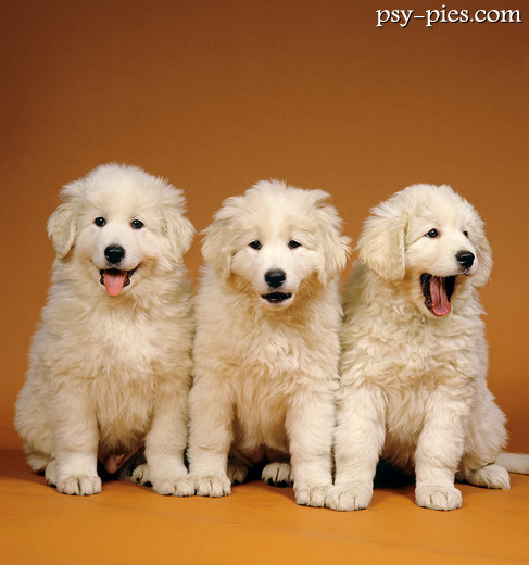 Kuvasz